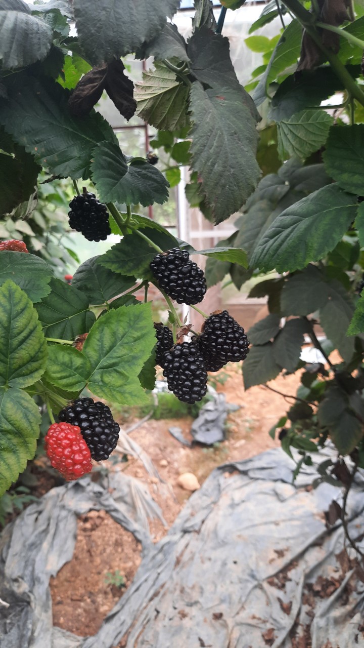 Product Info Image 7